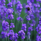 Lavandula angustifolia 'Munstead'