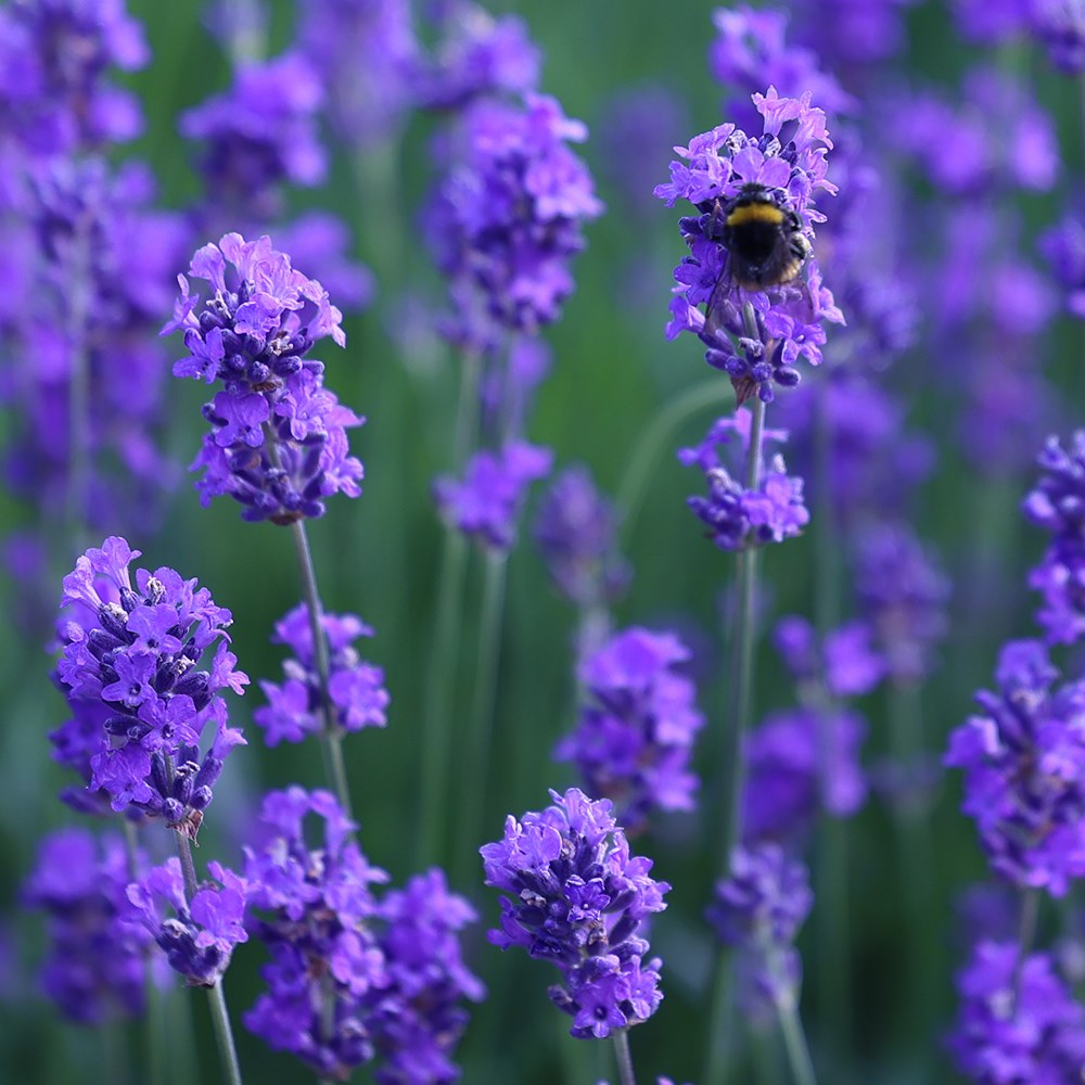 Lavandula angustifolia 'Munstead'