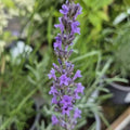 Lavandula angustifolia 'Vera'