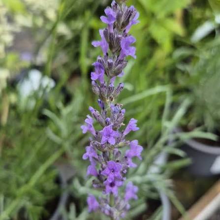 Lavandula angustifolia 'Vera'