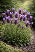 Lavandula stoechas