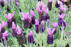 Lavandula stoechas 'Anouk'