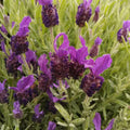 Lavandula stoechas 'Anouk Deluxe 16115' ('Anouk Purple Flare')