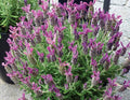 Lavandula stoechas 'Anouk Deluxe Rose'