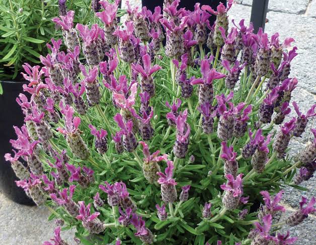 Lavandula stoechas 'Anouk Deluxe Rose'