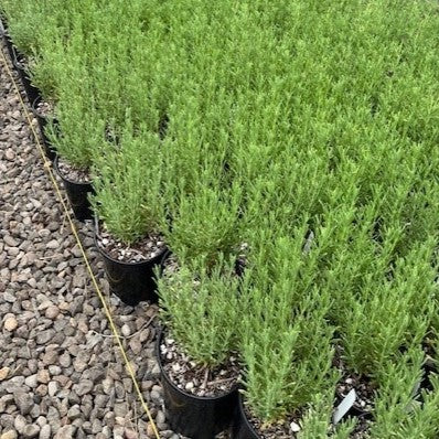 Lavandula stoechas 'Anouk Twilight'