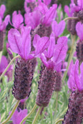 Lavandula stoechas 'Otto Quast'