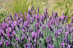 Lavandula stoechas 'Silver Anouk'
