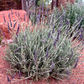 Lavandula × 'Goodwin Creek'