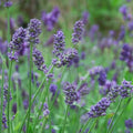 Lavandula × intermedia 'Provence'