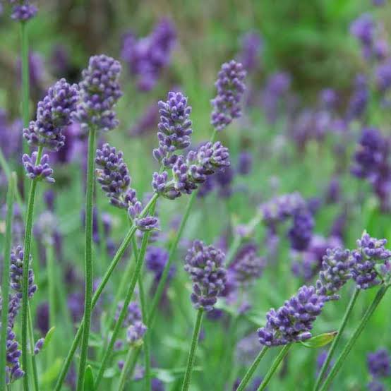 Lavandula × intermedia 'Provence'