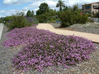 Lantana montevidensis 'Lavender'
