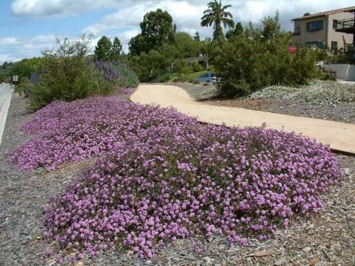 Lantana montevidensis 'Lavender'