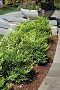 Nandina domestica 'Lemon Lime'