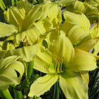 Hemerocallis 'Lemon Vista'