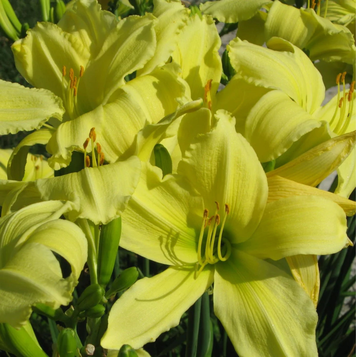 Hemerocallis 'Lemon Vista'