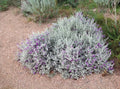 Leucophyllum candidum 'Thunder Cloud'