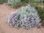 Leucophyllum candidum 'Thunder Cloud'