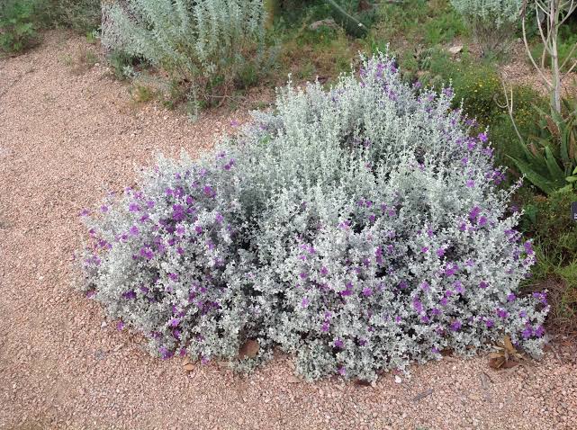 Leucophyllum candidum 'Thunder Cloud'