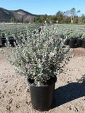 Leucophyllum frutescens 'Compacta'