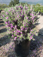 Leucophyllum frutescens 'Green Cloud'