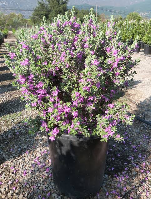 Leucophyllum frutescens 'Green Cloud'