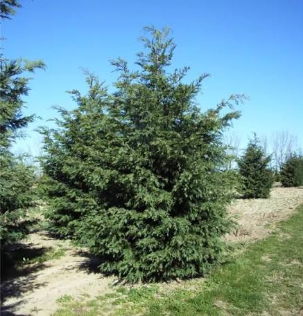 Cupressocyparis leylandii