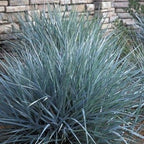 Leymus condensatus 'Canyon Prince'