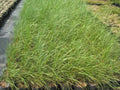 Leymus triticoides