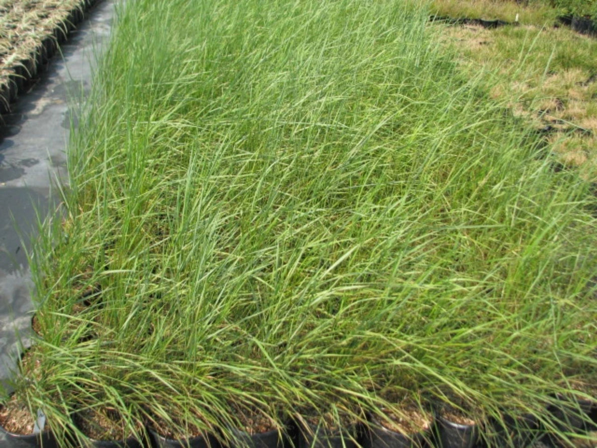 Leymus triticoides