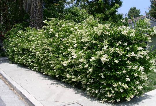 Ligustrum japonicum 'Texanum'