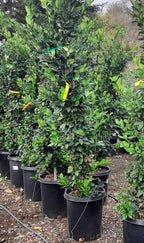 Ligustrum japonicum 'Texanum' (column form)
