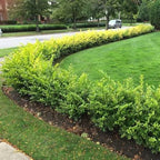 Ligustrum ovalifolium 'Golden Ticket'