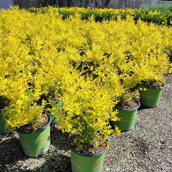 Ligustrum sinense 'Sunshine'