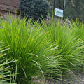 Lomandra confertifolia 'Lime Tuff'