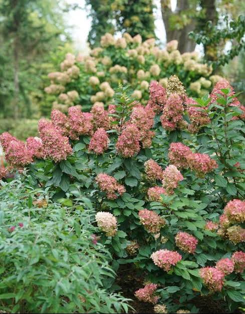 Hydrangea paniculata 'Limelight Prime'