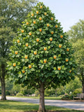 Liriodendron tulipifera