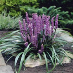 Liriope muscari