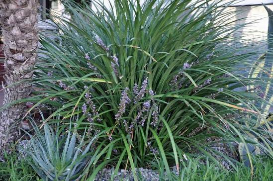 Liriope muscari 'Gigantea'