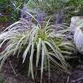 Liriope muscari 'Silvery Sunproof'