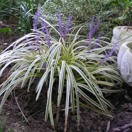 Liriope muscari 'Silvery Sunproof'