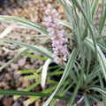 Liriope spicata 'Silver Dragon'
