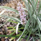 Liriope spicata 'Silver Dragon'