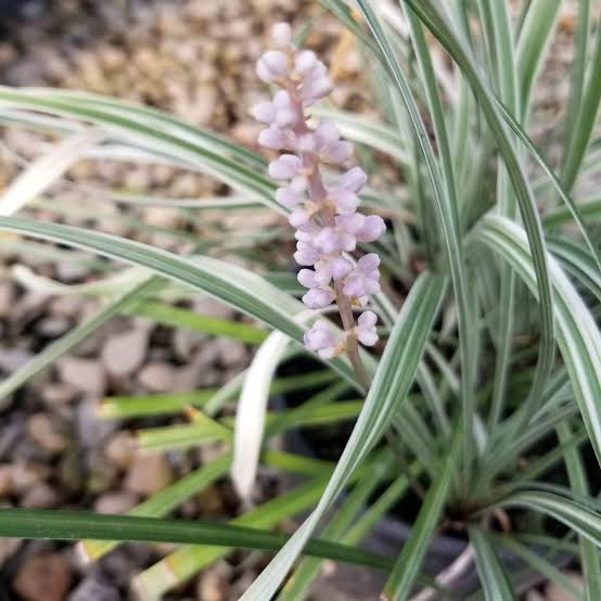 Liriope spicata 'Silver Dragon'