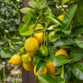 Citrus × limon 'Lisbon'