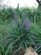 Dianella caerulea 'Little Becca'