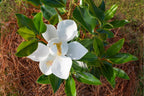 Magnolia grandiflora 'Little Gem'