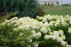 Hydrangea paniculata 'Bailpanone' (Little Hottie)