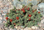 Callistemon viminalis 'Little John'