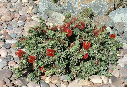 Callistemon viminalis 'Little John'